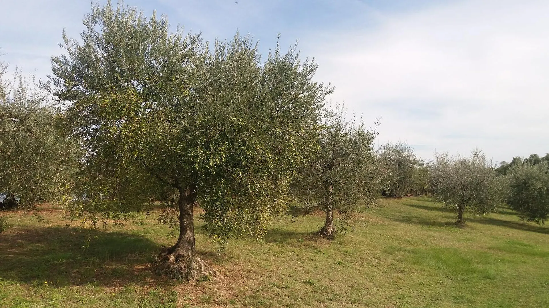 Casa Del Nonno Bingheri - L'Olivo Cortona